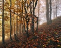 Morning fog in a mysterious forest Royalty Free Stock Photo