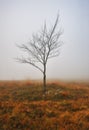 Morning fog in a mysterious forest Royalty Free Stock Photo