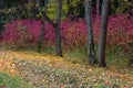 Autumn forest morning leaves yellow red bright colorful