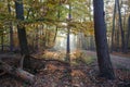 Autumn forest with morning mist and runners on a path in the back light as a silhouette Royalty Free Stock Photo