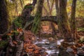 Autumn forest, moss covered trees, a river and an ancient bridge. Royalty Free Stock Photo