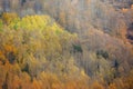 Autumn forest in mountains Royalty Free Stock Photo