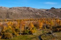 Autumn forest in the mountains with bright yellow foliage.