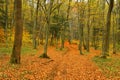 Autumn forest in the mountains, fog in the forest