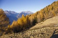 Autumn landscape in Valtellina in Italy. Royalty Free Stock Photo