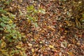 Autumn forest and mulch with undergrowth on a sunny day. Forest Royalty Free Stock Photo