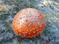 Amanita muscaria