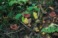 Autumn in the forest - mushrooms, grass and colorful leaves Royalty Free Stock Photo