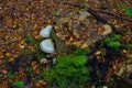 Autumn forest, mushrooms grow on a fallen tree. Beautiful autumn. Background. Royalty Free Stock Photo