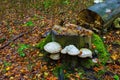 Autumn forest, mushrooms grow on a fallen tree. Beautiful autumn. Background. Royalty Free Stock Photo