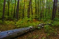 Autumn forest, mushrooms grow on a fallen tree. Beautiful autumn. Background. Royalty Free Stock Photo