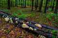 Autumn forest, mushrooms grow on a fallen tree. Beautiful autumn. Background. Royalty Free Stock Photo