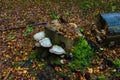 Autumn forest, mushrooms grow on a fallen tree. Beautiful autumn. Background. Royalty Free Stock Photo