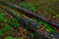 Autumn forest, mushrooms grow on a fallen tree. Beautiful autumn. Background. Royalty Free Stock Photo