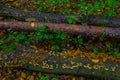 Autumn forest, mushrooms grow on a fallen tree. Beautiful autumn. Background. Royalty Free Stock Photo