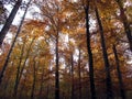 Autumn forest