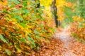 Autumn forest nature background. Autumn, fall forest. Path of red leaves towards light