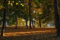 Autumn forest nature. Colorful park with sunbeams through the branches of trees Royalty Free Stock Photo