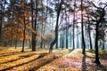 Autumn forest nature. colorful forest with sunbeams through the branches of trees. Landscape of nature with sunlight Royalty Free Stock Photo