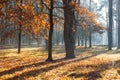 Autumn forest nature. colorful forest with sunbeams through the branches of trees. Landscape of nature with sunlight Royalty Free Stock Photo