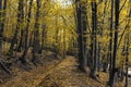 Autumn forest nature. Vivid morning in colorful forest with sun rays through branches of trees. Scenery of nature with sunlight