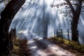 Autumn forest nature. Vivid morning in colorful forest with sun rays through branches of trees. Scenery of nature with sunlight Royalty Free Stock Photo