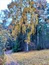 Autumn forest. Nature in autumn. Yellow birch. Yellow foliage. Forest. Nature. Rest.