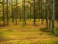 Autumn forest in october