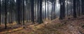 Autumn forest panorama Royalty Free Stock Photo