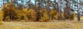 Autumn forest panorama Royalty Free Stock Photo