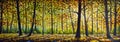 Autumn forest panorama landscape Original oil painting on canvas sunny park Royalty Free Stock Photo