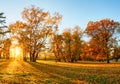 Autumn forest panorama in park Royalty Free Stock Photo