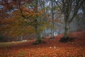 Autumn forest in the park of Monte Cucco in Umbria Royalty Free Stock Photo