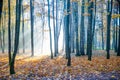 autumn in the forest, park. The rays of the sun make their way through the trees. Autumn beauty theme, atmospheric photo Royalty Free Stock Photo