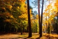 Autumn. Autumn forest park. Scenery yellow trees. Fall scene Royalty Free Stock Photo