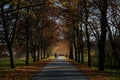 Autumn forest park tunnel trail view, alley near romantic chateau, in the middle is the path, lined with trees, family walking,