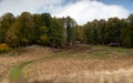 Autumn forest parkland. View of autumn forest park with yellow leaves on trees. Fall season