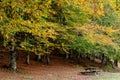 Autumn forest parkland. View of autumn forest park with yellow leaves on trees. Fall season