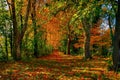 Autumn Forest Path Royalty Free Stock Photo