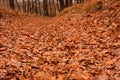 Autumn forest path covered with yellow, red and orange fallen leaves. Wooded hollow road perspective view. Nature landscape Royalty Free Stock Photo