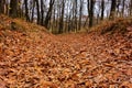 Autumn forest path covered with yellow, red and orange fallen leaves. Wooded hollow road perspective view. Nature landscape Royalty Free Stock Photo