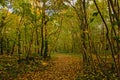 Autumn forest path with fallen leafs Royalty Free Stock Photo