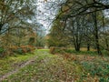 Autumn forest path with golden colour Royalty Free Stock Photo