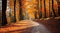 autumn forest with a path illuminated by golden sunlight showcasing the vibrant fall colors Royalty Free Stock Photo