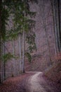 Autumn forest path and leaf beech orange Royalty Free Stock Photo