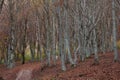 Autumn forest path in the natural reserve of San Vicino Mountain Royalty Free Stock Photo