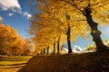 Autumn forest path. Orange color tree, red brown leaves in fall city park. Bright light sun  of a sunny day, morning sunlight view Royalty Free Stock Photo