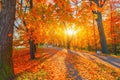 Autumn forest path. Orange color tree, red brown maple leaves in fall city park. Nature scene in sunset fog Wood bench i Royalty Free Stock Photo