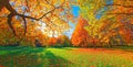 Autumn forest path. Orange color tree, red brown maple leaves in fall city park. Nature scene in sunset fog Wood in scen