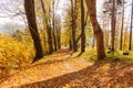 Autumn forest path. Orange color tree, red brown maple leaves in fall city park. Nature scene in sunset fog Wood in scenic scenery Royalty Free Stock Photo